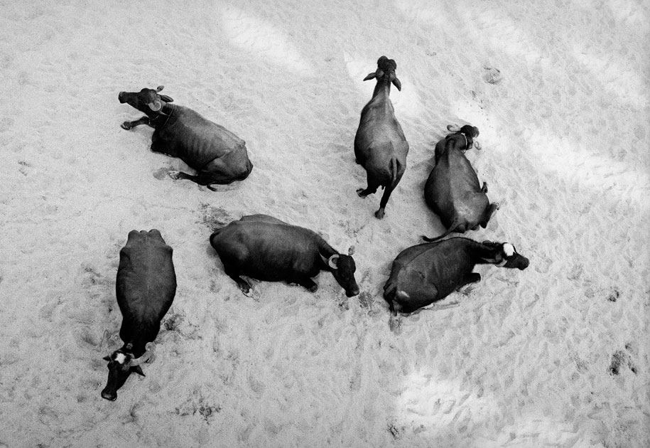 05_buffaloes.blackandwhite.india.jpg
